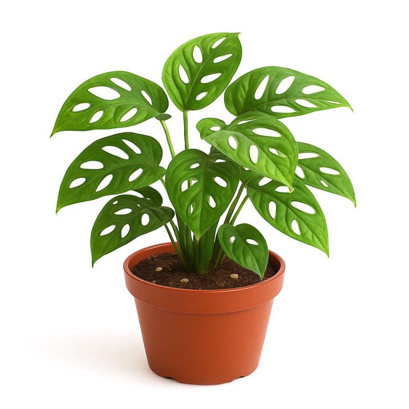 Monstera Adansonii en Maceta 6 Plg