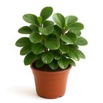 Peperomia Variedad en Maceta 7 Plg