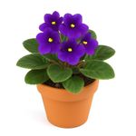 Violeta en Maceta 5 Plg