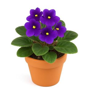 Violeta en Maceta 5 Plg