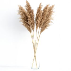 Bunch de Pampas Naturales Secas Decoración Bohemia