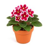 Violeta en Maceta 6 Plg