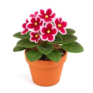 Violeta en Maceta 6 Plg