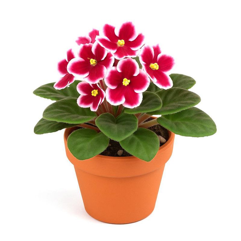 Violeta en Maceta 6 Plg