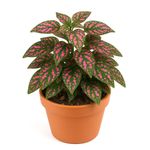 Hipoeste en Maceta 12 cm