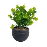 Planta Boj Decorativa con Base Negra