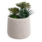 Suculentas con Base de Concreto