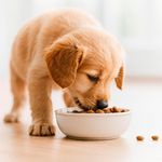 Alimento para Perro Cachorro Raza Mediana con Pollo 4 Kg