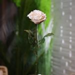 Rosa Artificial Blanca