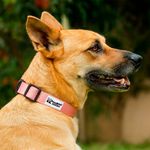 Collar de Nylon Rosado Talla L