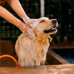 Shampoo y Acondicionador para Perro Pelo Blanco y Claro 1 Gal