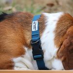 Collar de Nylon Azul Ajustable de 25 a 35 Cm