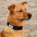 Collar de Nylon Azul Ajustable de 25 a 35 Cm