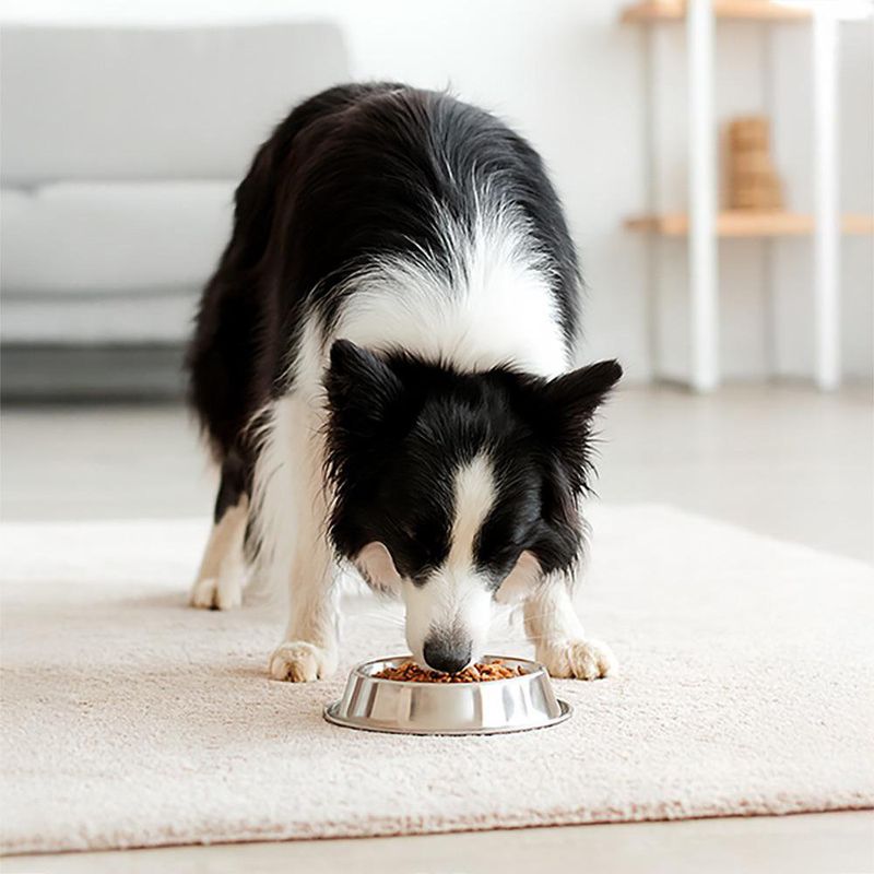 Alimento para Perro Adulto Raza Mediana Carne y Pollo 10 Kg