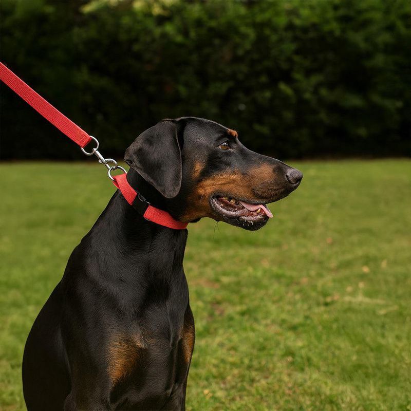Collar de Nylon Rojo 60 x 2.5 Cm