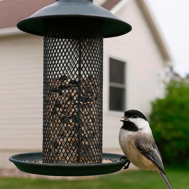 Semillas para Canario 425 Gr