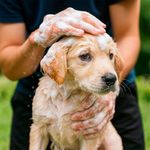 Shampoo para Cachorro sin Lágrimas 18 Onz