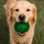 Pelota de Goma de Juguete para Perro Verde