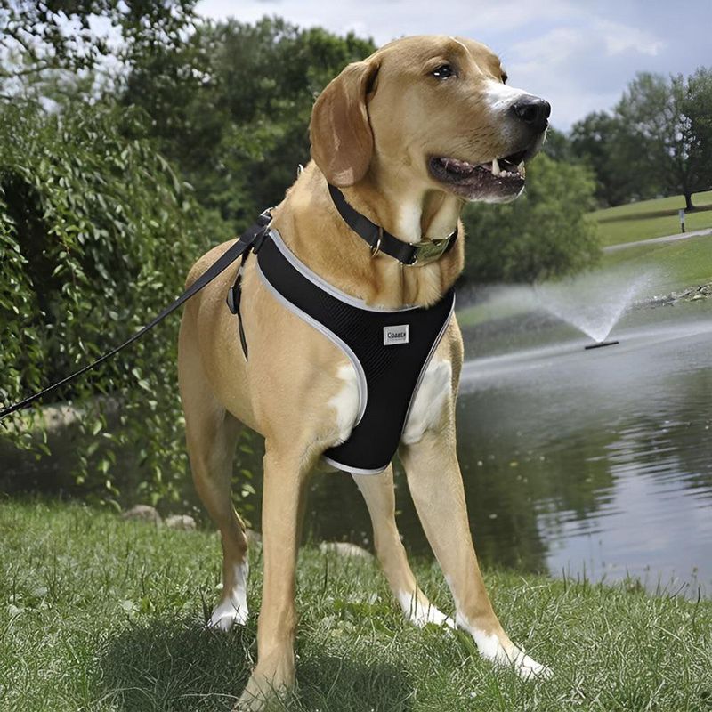 Collar de Nylon Titan Negro de 65 x 2.5 Cm