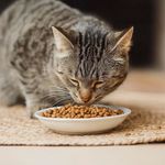 Concentrado Select para Madres y Gatitos 7 K