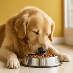 Alimento para Perro Adulto Raza Grande y Mediana con Pollo y Vegetales 4 Kg