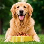 Alimento para Perro Adulto Raza Grande y Mediana con Pollo y Vegetales 4 Kg