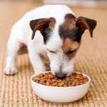 Alimento para Perro Adulto Raza Pequeña con Carne y Vegetales 2 Kg
