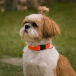 Collar de Nylon para Perro Pequeño