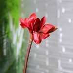 Flor Decorativa Amarilis Roja