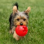 Pelota Play Strong Pequeña