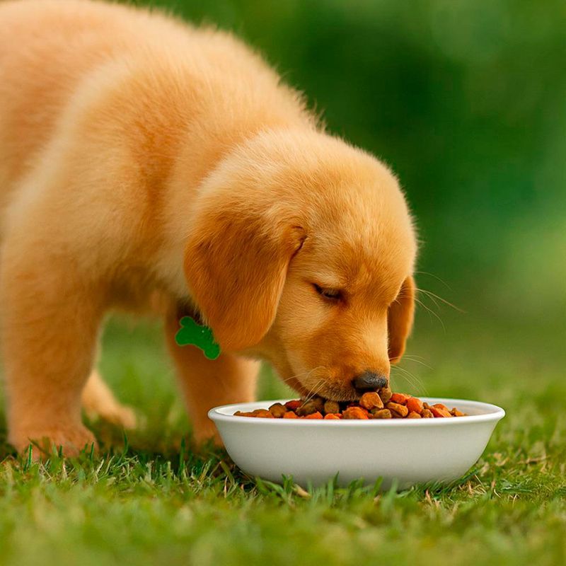 Alimento para Perro Cachorro Raza Grande y Mediana con ExtraLife 4 Kg