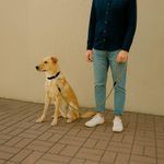 Cable de Nylon para Perro 1.2 M x 0.8 Mm