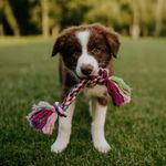 Lazo Booda Bone Multicolor