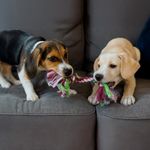 Lazo Booda Bone Multicolor