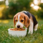 Alimento para Perro Cachorro Raza Mediana y Grande con Pollo y Vegetales 2 Kg