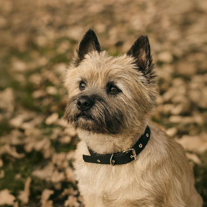 Collar de Nylon para Perro Mediano