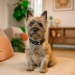 Collar de Nylon para Perro Mediano