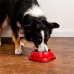 Plato de Plástico Mini 1 Recipiente