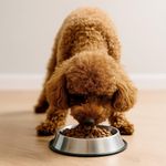 Concentrado Select Senior 7+ Razas Mini y Pequeña con Pavo Arveja y Blueberry 2 Kg