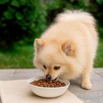 Concentrado Select Senior 7+ Razas Mini y Pequeña con Salmón Arveja y Blueberry 7 Kg