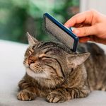 Cepillo Profesional para Mascota