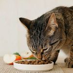 Concentrado Select Castrados para Gatos Adultos 7 Kg