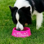 Plato para Comida de Perro de 3 Tazas Rosado