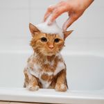 Shampoo para Perro Avena y Miel 1 Galón