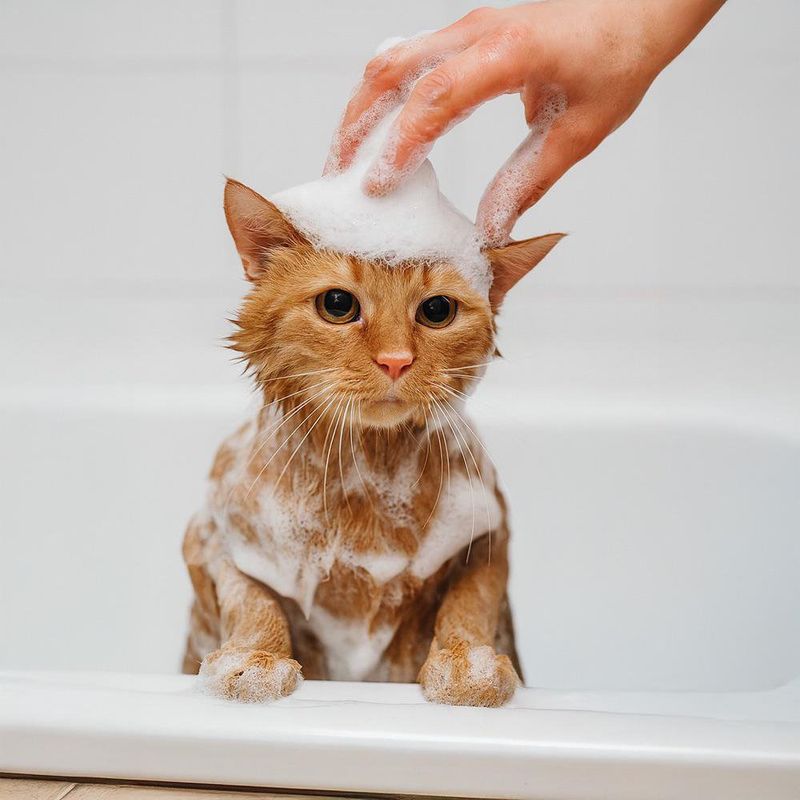 Shampoo para Perro Avena y Miel 1 Galón