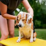 Shampoo para Perro Avena y Miel 1 Galón