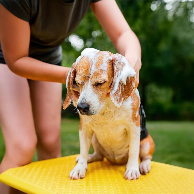 Shampoo para Perro Avena y Miel 1 Galón