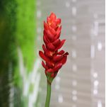 Flor Decorativa Jengibre Roja