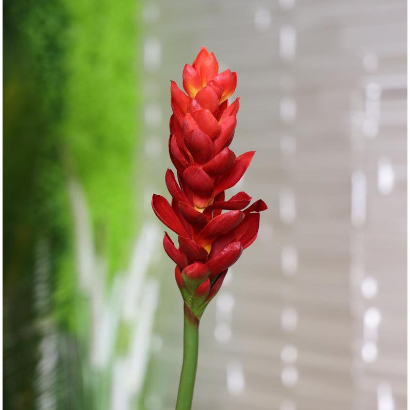 Flor Decorativa Jengibre Roja