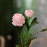 Flor Decorativa Ranúnculo Color Coral